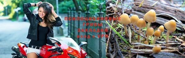 прущие грибы Киренск